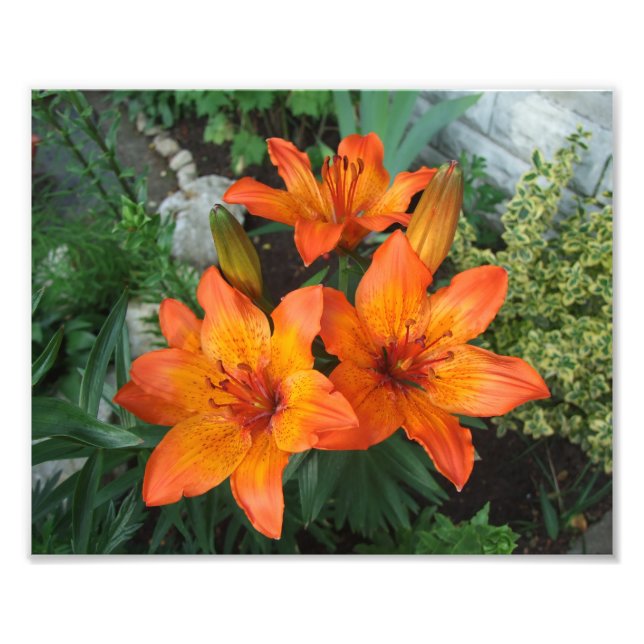 Fackutskrift av vackert blommor fototryck (Framsidan)