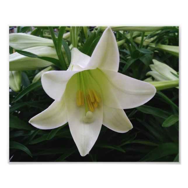 Fackutskrift av vackert blommor fototryck (Framsidan)