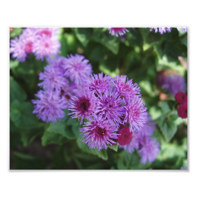 Fackutskrift av vackert blommor fototryck (Framsidan)