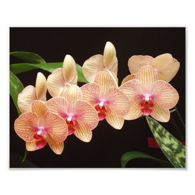 Fackutskrift av vackert blommor fototryck (Framsidan)