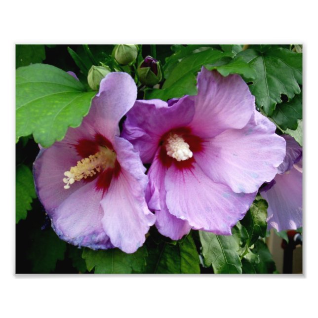 Fackutskrift av vackert blommor fototryck (Framsidan)