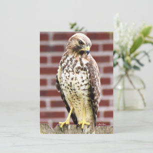 Fackutskrift av vackert hawk-kort