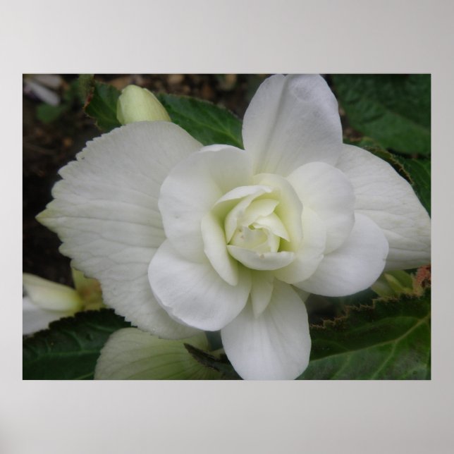 Fackval vit nejlikavtryck poster (Framsidan)