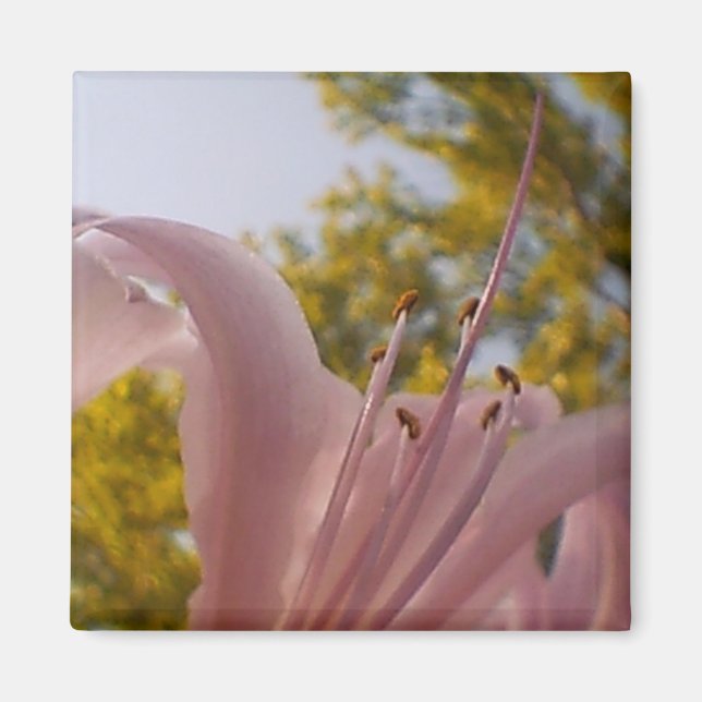 Faded Lily Magnet (Framsidan)