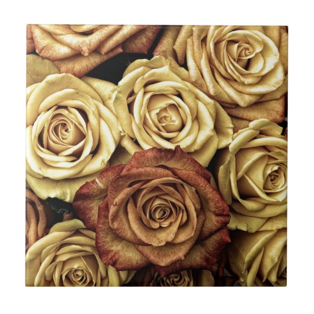 Faded Sepia Roses Kakelplatta (Framsidan)