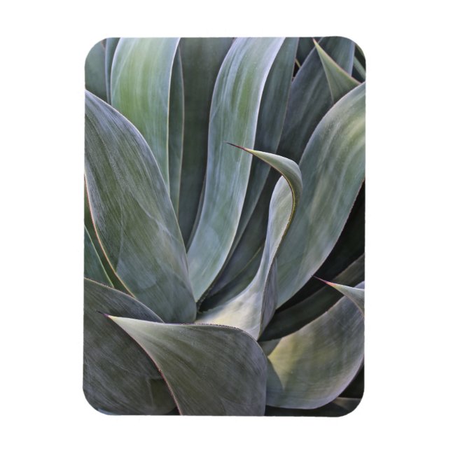 Faded Succulant-detaljer, 2017 Magnet (Vertikal)