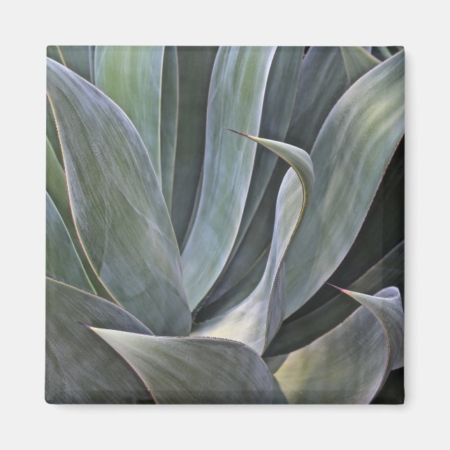 Faded Succulant-detaljer, 2017 Magnet (Framsidan)