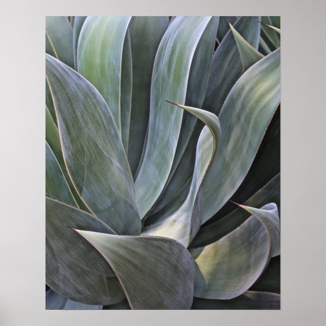 Faded Succulant-detaljer, 2017 Poster (Framsidan)