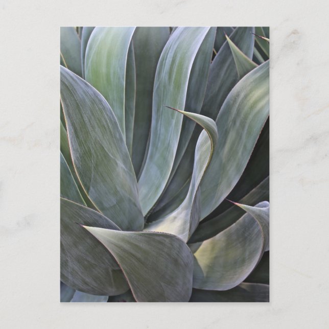Faded Succulant-detaljer, 2017 Vykort (Framsida)