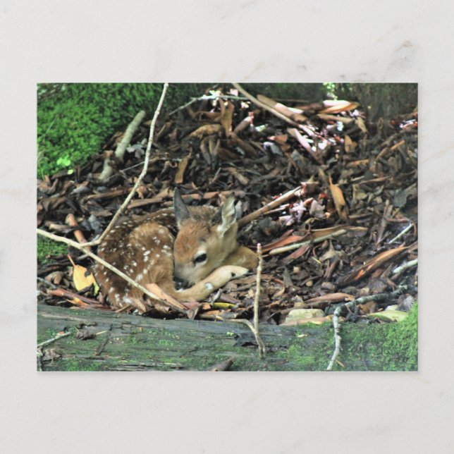 fader i färg vykort (Framsida)