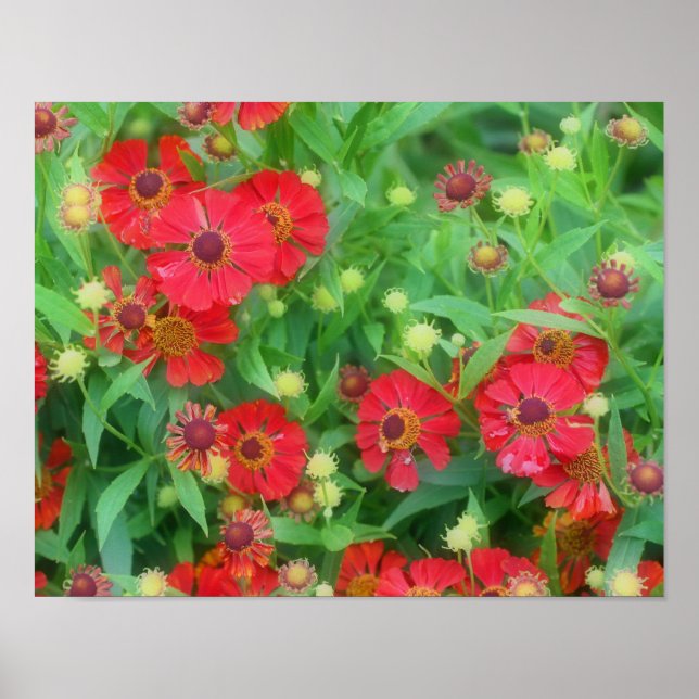 Fading Red Zinnia Flowers Poster (Framsidan)
