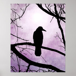 Fågel 78 Kråka Raven Poster