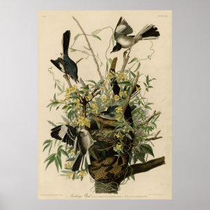 Fågel, Amerika, Mocking Bird, Audubon, Vintage Poster
