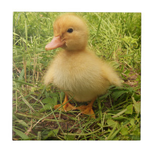 Fågel, anka, ankling, gult, natur, söt, baby. kakelplatta