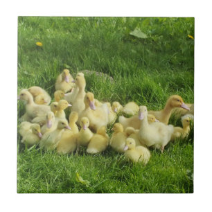 Fågel, anka, ankling, gult, natur, söt, baby. kakelplatta