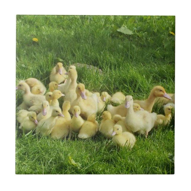 Fågel, anka, ankling, gult, natur, söt, baby. kakelplatta (Framsidan)