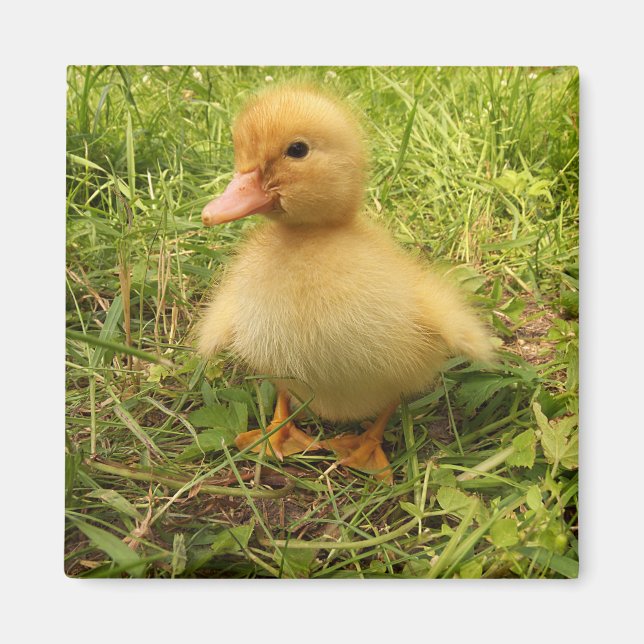Fågel, anka, ankling, gult, natur, söt, baby. magnet (Framsidan)
