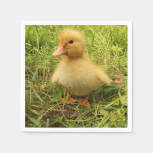 Fågel, anka, ankling, gult, natur, söt, baby. pappersservett