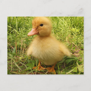 Fågel, anka, ankling, gult, natur, söt, baby. vykort