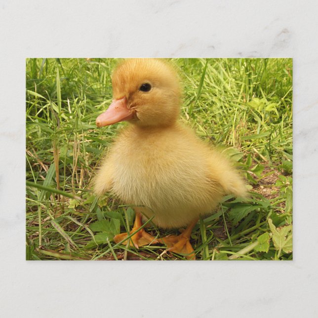 Fågel, anka, ankling, gult, natur, söt, baby. vykort (Framsida)