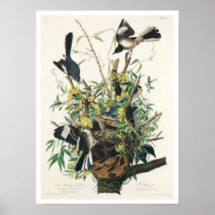 Fågel av Audubon Poster