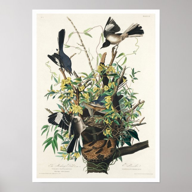 Fågel av Audubon Poster (Framsidan)