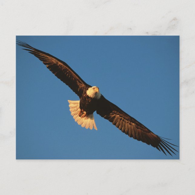 Fågel av Ber, Örn under flygning, Kachemak Vykort (Framsida)