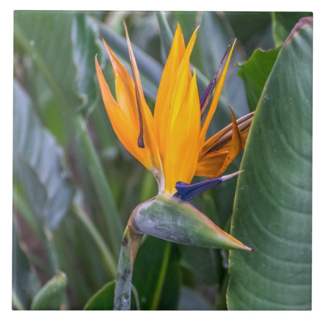 Fågel av keramiskt plattor från Paradise-blomman Kakelplatta (Framsidan)