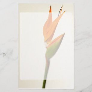 Fågel av paradisblomman brevpapper