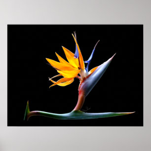 Fågel av paradisblomman poster