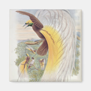 Fågel av paradiset, från 'fåglar av New Guinea Magnet