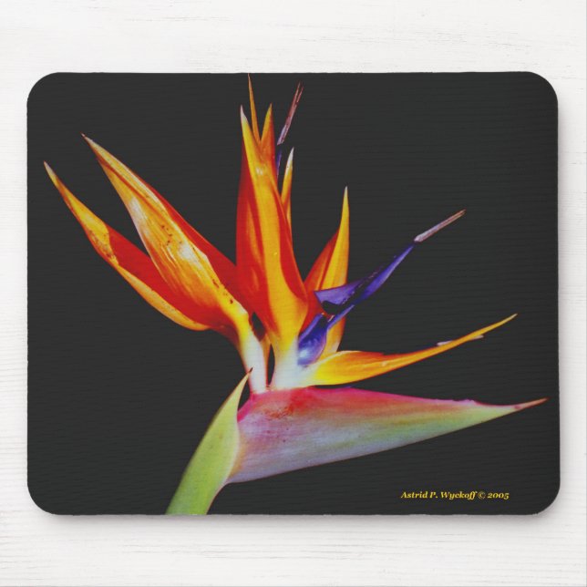 Fågel av paradiset Mousepad Musmatta (Framsidan)