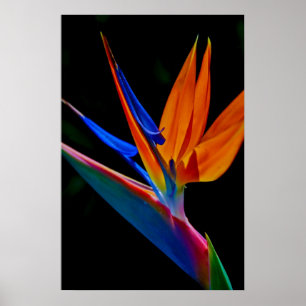 Fågel av paradiset poster