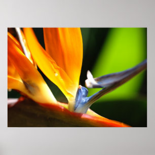 Fågel av paradiset poster