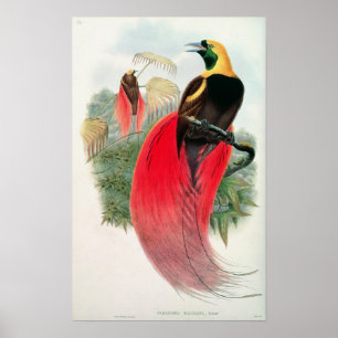 Fågel av paradiset som inristas av T. Walter Poster