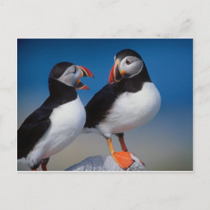 fågel ett par puffins vykort