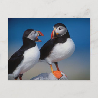 fågel ett par puffins vykort