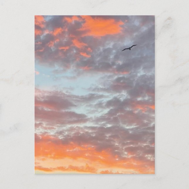 Fågel Flyger Rosa Moln Himmel Foto Vykort (Framsida)