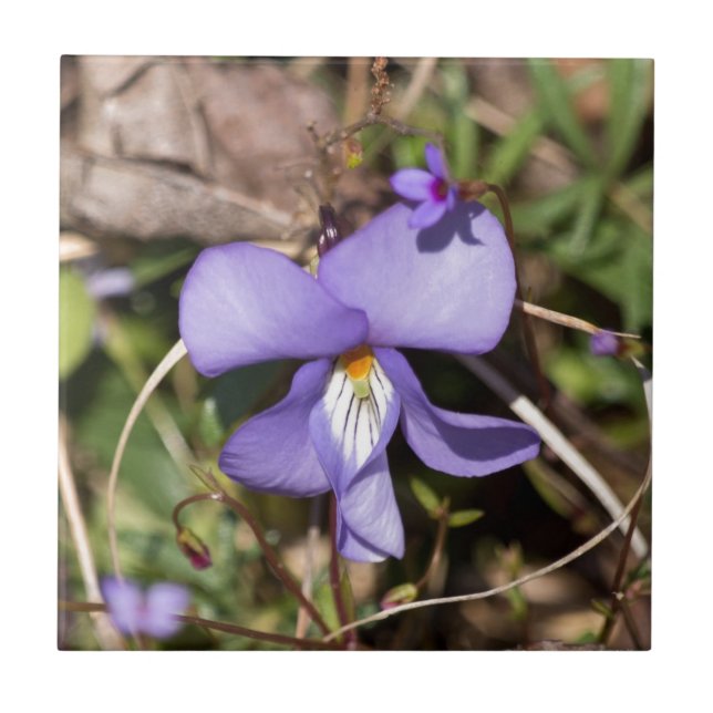Fågel-Fot Viola med blåmunkar Kakelplatta (Framsidan)