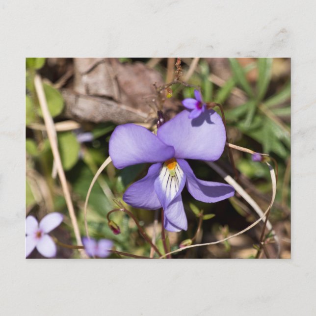 Fågel-Fot Viola med blåmunkar Vykort (Framsida)