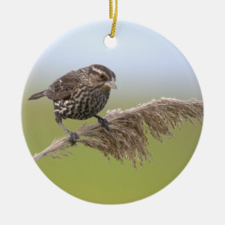 Fågel Foto Ornament