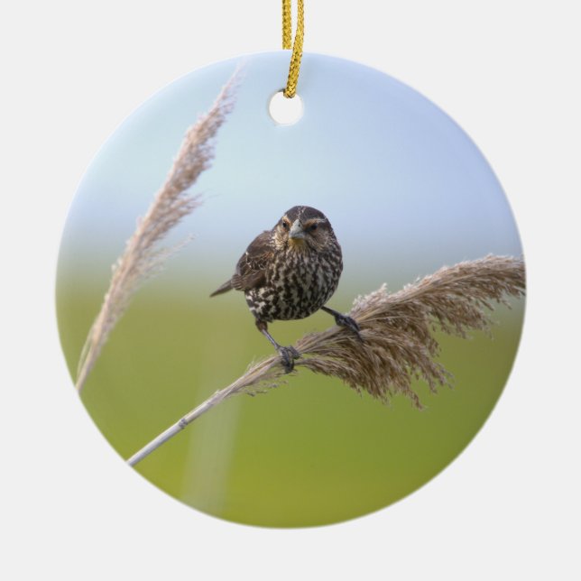 Fågel Foto Ornament  (Framsidan)