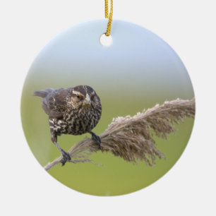 Fågel Foto Ornament
