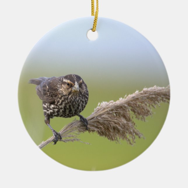 Fågel Foto Ornament  (Framsidan)