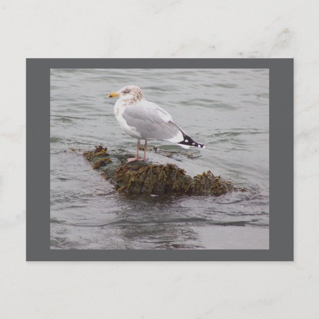 Fågel Foto vykort (Framsida)