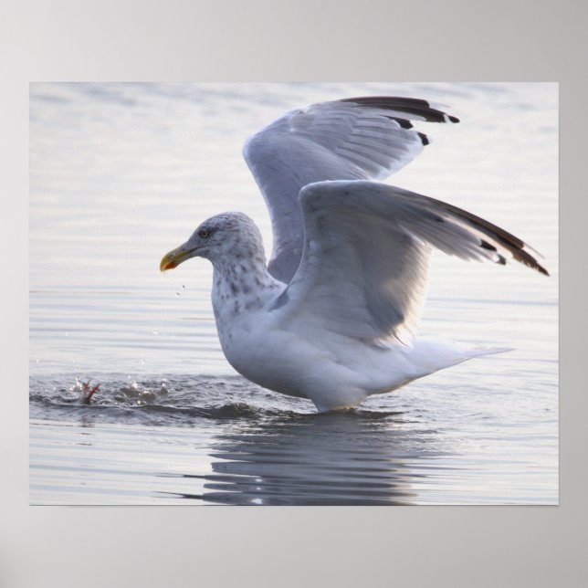 Fågel Fotoaffisch Poster (Framsidan)