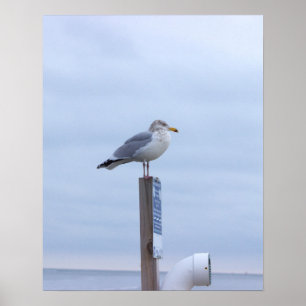 Fågel Fotoaffisch  Poster