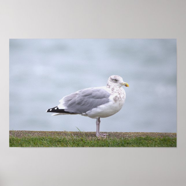 Fågel Fotoaffisch Poster (Framsidan)