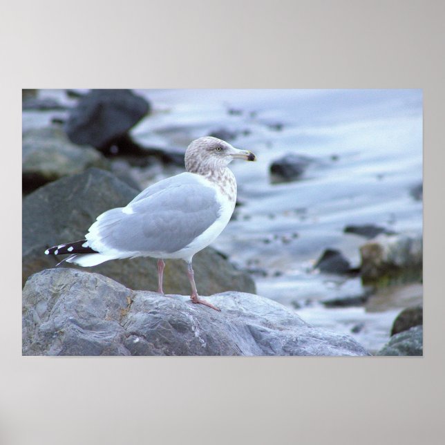 Fågel Fotoaffisch  Poster (Framsidan)