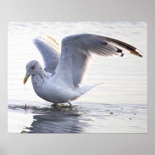 Fågel Fotoaffisch Poster (Framsidan)